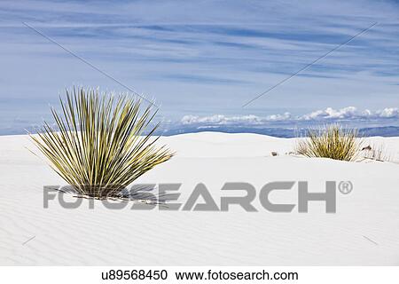 USA, New Mexico, Whitesands, Yucca growing on desert View Large Photo Image Stock Image - USA, New Mexico, Whitesands, Yucca growing on desert. Fotosearch