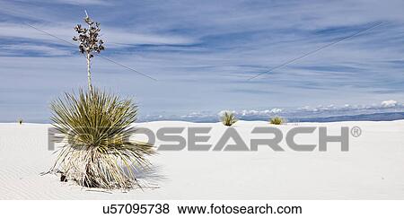 Stock Photo - USA, New Mexico, Whitesands, Yucca growing on desert. Fotosearch