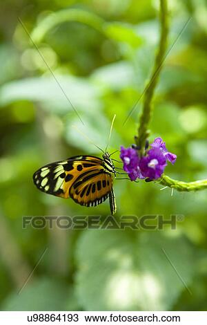 USA, Tennessee, Chattanooga, Butterfly on purple flower View Large Photo Image Stock Image - USA, Tennessee, Chattanooga, Butterfly on purple flower. Fotosearch