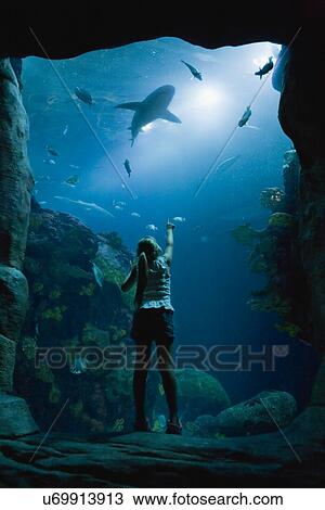 USA, Tennessee, Chattanooga, Girl (8-9) looking at shark in aquarium View Large Photo Image Stock Image - USA, Tennessee, Chattanooga, Girl (8-9) looking at shark in aquarium. Fotosearch