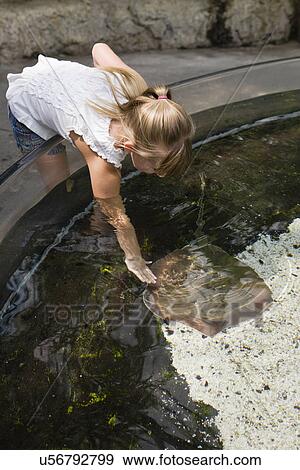 Stock Photo - USA, Tennessee, Chattanooga, Girl (8-9) touching stingray at Tennessee Aquarium. Fotosearch