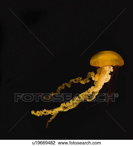 Stock Image - USA, Tennessee, Chattanooga, Sea nettle (Chrysaora quinquecirrha) in aquarium. Fotosearch
