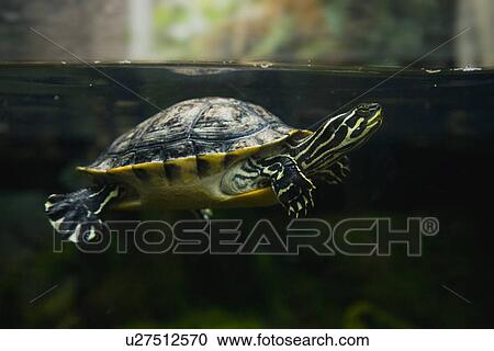 Stock Image - USA, Tennessee, Chattanooga, Turtle swimming at Tennessee Aquarium. Fotosearch