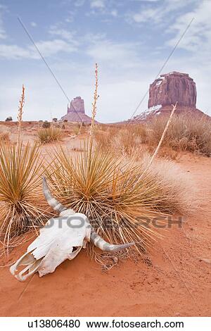 USA, Utah, animal skull in desert View Large Photo Image Stock Image - USA, Utah, animal skull in desert. Fotosearch