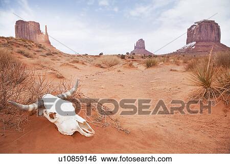 Stock Photograph - USA, Utah, animal skull in desert. Fotosearch