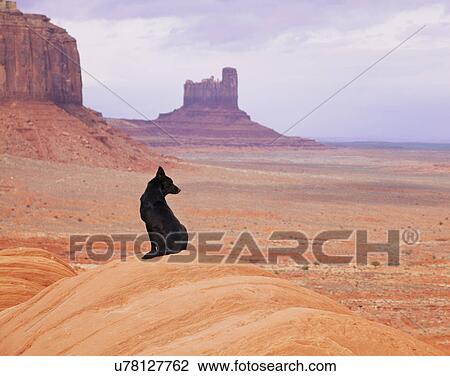 Stock Image - USA, Utah, black dog looking at rock formations. Fotosearch