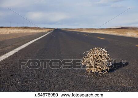 Stock Image - USA, Utah, tumbleweed on road. Fotosearch