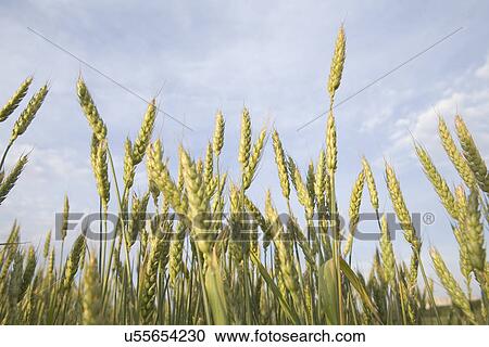 Wheat field View Large Photo Image Stock Image - Wheat field. Fotosearch