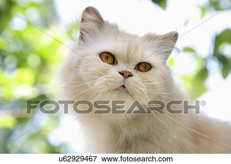 White cat outdoors View Large Photo Image Stock Photo - White cat outdoors. Fotosearch