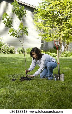 Woman planting tree in garden View Large Photo Image Stock Image - Woman planting tree in garden. Fotosearch