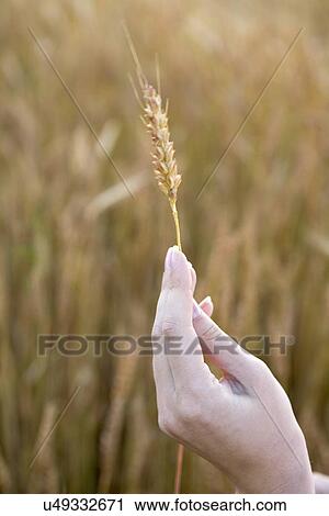 Stock Image - Woman's hand holding wheat stem on field. Fotosearch
