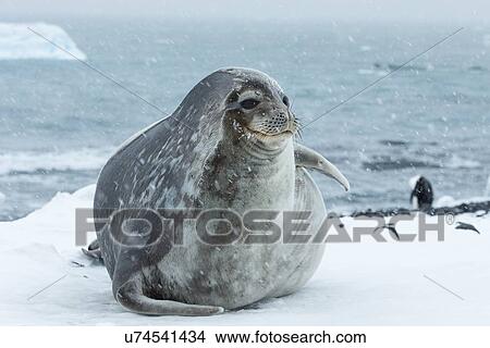 Picture - Antarctica in spring, South Shetland Islands. Fotosearch