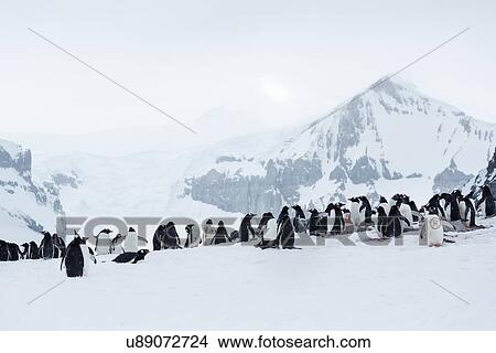 Picture - Antarctica in spring, South Shetland Islands. Fotosearch