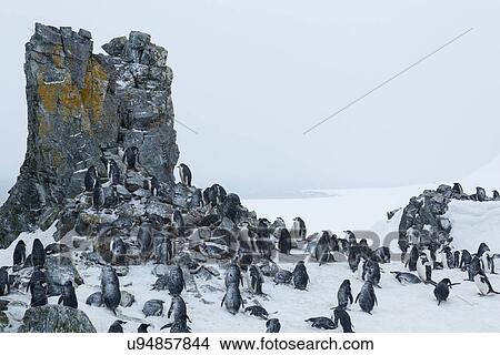 Antarctica in spring, South Shetland Islands View Large Photo Image Picture - Antarctica in spring, South Shetland Islands. Fotosearch