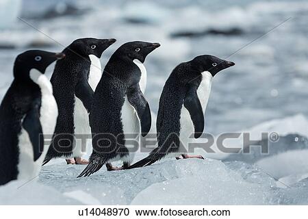 Antarctica in spring, South Shetland Islands View Large Photo Image Stock Image - Antarctica in spring, South Shetland Islands. Fotosearch
