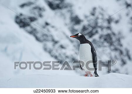 Stock Image - Antarctica in spring, South Shetland Islands. Fotosearch