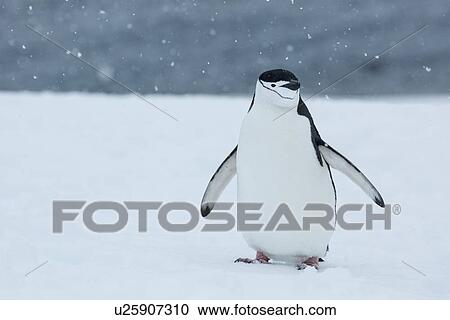 Stock Image - Antarctica in spring, South Shetland Islands. Fotosearch