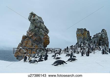 Antarctica in spring, South Shetland Islands View Large Photo Image Stock Image - Antarctica in spring, South Shetland Islands. Fotosearch
