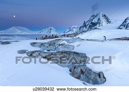 Stock Image - Antarctica in spring, South Shetland Islands. Fotosearch