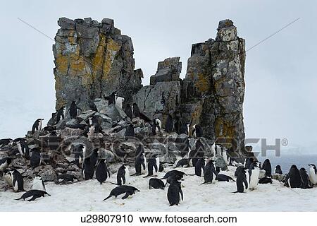 Stock Image - Antarctica in spring, South Shetland Islands. Fotosearch