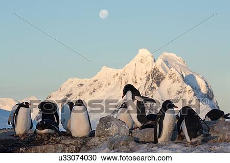 Antarctica in spring, South Shetland Islands View Large Photo Image Stock Image - Antarctica in spring, South Shetland Islands. Fotosearch