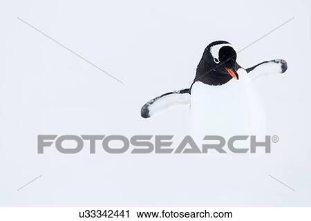 Stock Image - Antarctica in spring, South Shetland Islands. Fotosearch