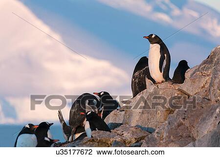 Antarctica in spring, South Shetland Islands View Large Photo Image Stock Image - Antarctica in spring, South Shetland Islands. Fotosearch