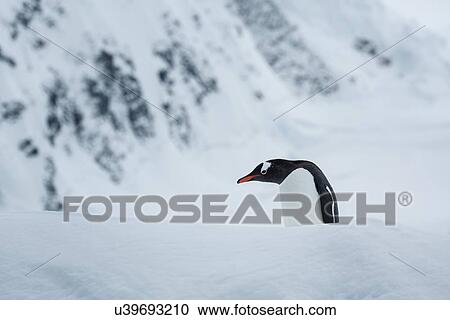Stock Image - Antarctica in spring, South Shetland Islands. Fotosearch