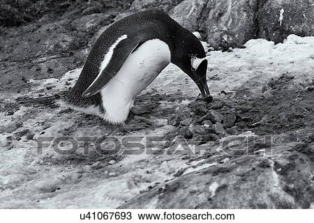 Antarctica in spring, South Shetland Islands View Large Photo Image Stock Image - Antarctica in spring, South Shetland Islands. Fotosearch