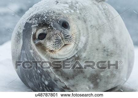 Antarctica in spring, South Shetland Islands View Large Photo Image Stock Image - Antarctica in spring, South Shetland Islands. Fotosearch