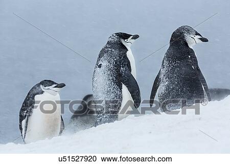 Stock Image - Antarctica in spring, South Shetland Islands. Fotosearch
