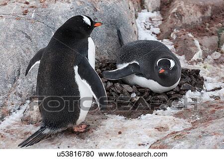 Antarctica in spring, South Shetland Islands View Large Photo Image Stock Image - Antarctica in spring, South Shetland Islands. Fotosearch