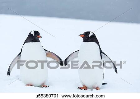 Stock Image - Antarctica in spring, South Shetland Islands. Fotosearch