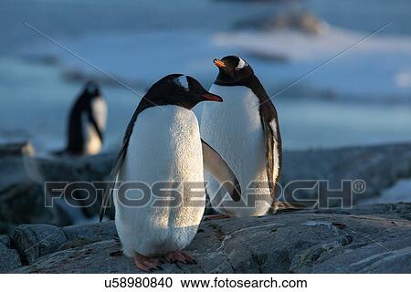Antarctica in spring, South Shetland Islands View Large Photo Image Stock Image - Antarctica in spring, South Shetland Islands. Fotosearch