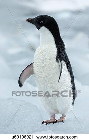 Antarctica in spring, South Shetland Islands View Large Photo Image Stock Image - Antarctica in spring, South Shetland Islands. Fotosearch