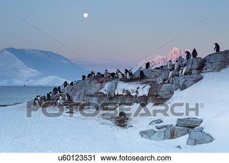 Stock Image - Antarctica in spring, South Shetland Islands. Fotosearch