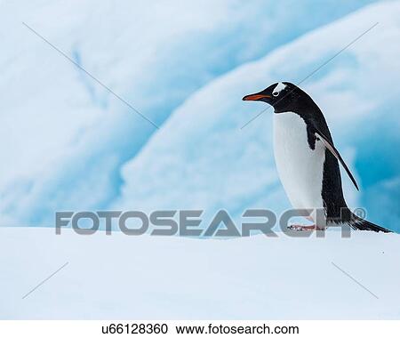 Antarctica in spring, South Shetland Islands View Large Photo Image Stock Image - Antarctica in spring, South Shetland Islands. Fotosearch