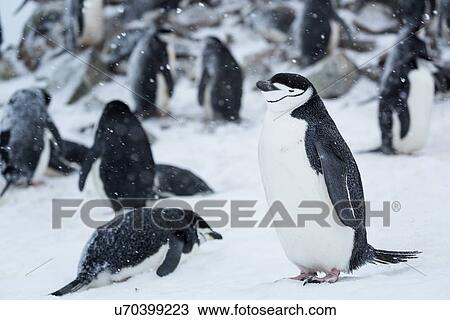 Stock Image - Antarctica in spring, South Shetland Islands. Fotosearch