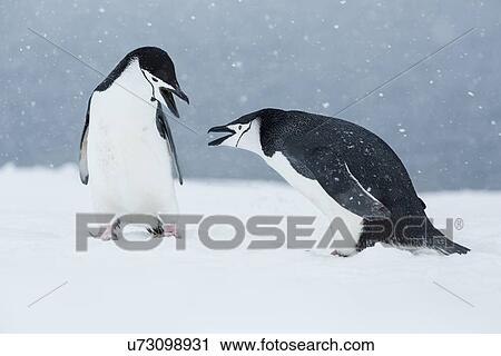 Antarctica in spring, South Shetland Islands View Large Photo Image Stock Image - Antarctica in spring, South Shetland Islands. Fotosearch
