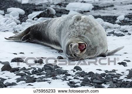 Stock Image - Antarctica in spring, South Shetland Islands. Fotosearch