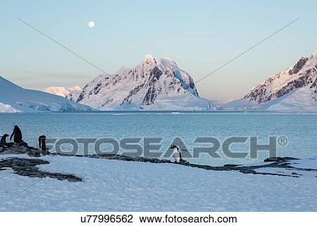 Stock Image - Antarctica in spring, South Shetland Islands. Fotosearch