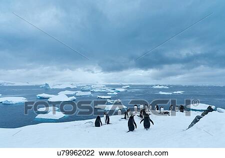Stock Image - Antarctica in spring, South Shetland Islands. Fotosearch