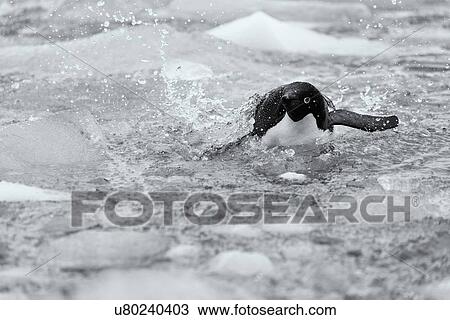Stock Image - Antarctica in spring, South Shetland Islands. Fotosearch