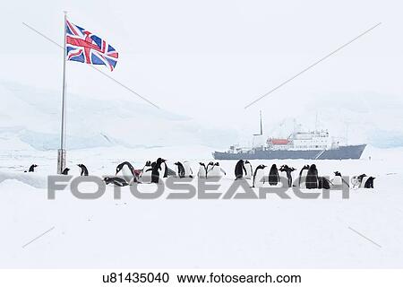 Antarctica in spring, South Shetland Islands View Large Photo Image Stock Image - Antarctica in spring, South Shetland Islands. Fotosearch