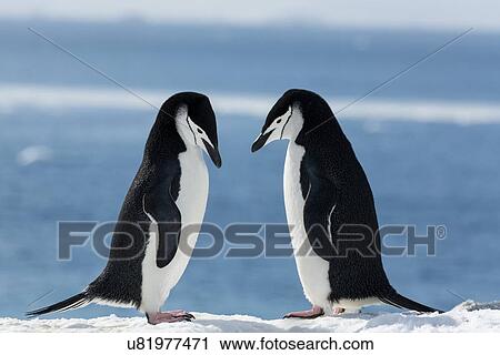 Stock Image - Antarctica in spring, South Shetland Islands. Fotosearch