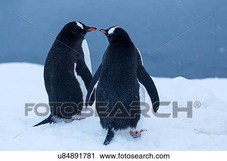 Antarctica in spring, South Shetland Islands View Large Photo Image Stock Image - Antarctica in spring, South Shetland Islands. Fotosearch