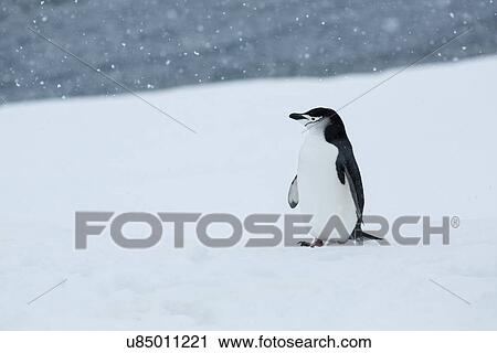 Stock Image - Antarctica in spring, South Shetland Islands. Fotosearch