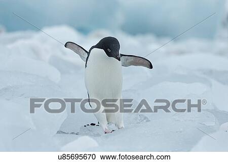 Antarctica in spring, South Shetland Islands View Large Photo Image Stock Image - Antarctica in spring, South Shetland Islands. Fotosearch