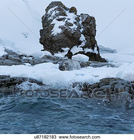 Stock Image - Antarctica in spring, South Shetland Islands. Fotosearch