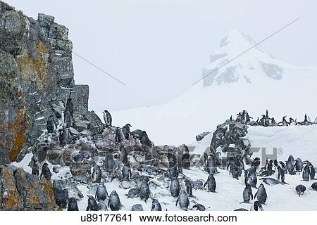 Stock Image - Antarctica in spring, South Shetland Islands. Fotosearch